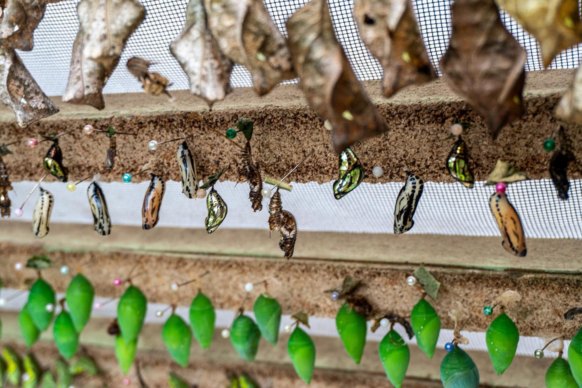 Mindo Green House Ngoại thất bức ảnh